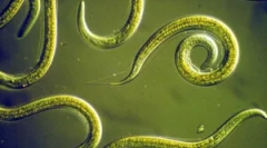 Ceea ce este nematodul și cum să se ocupe de ea?